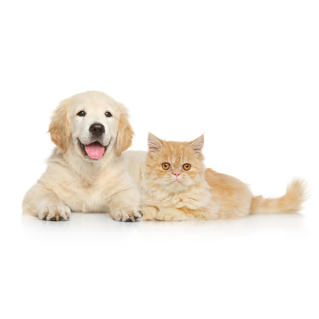 PERROS Y GATOS