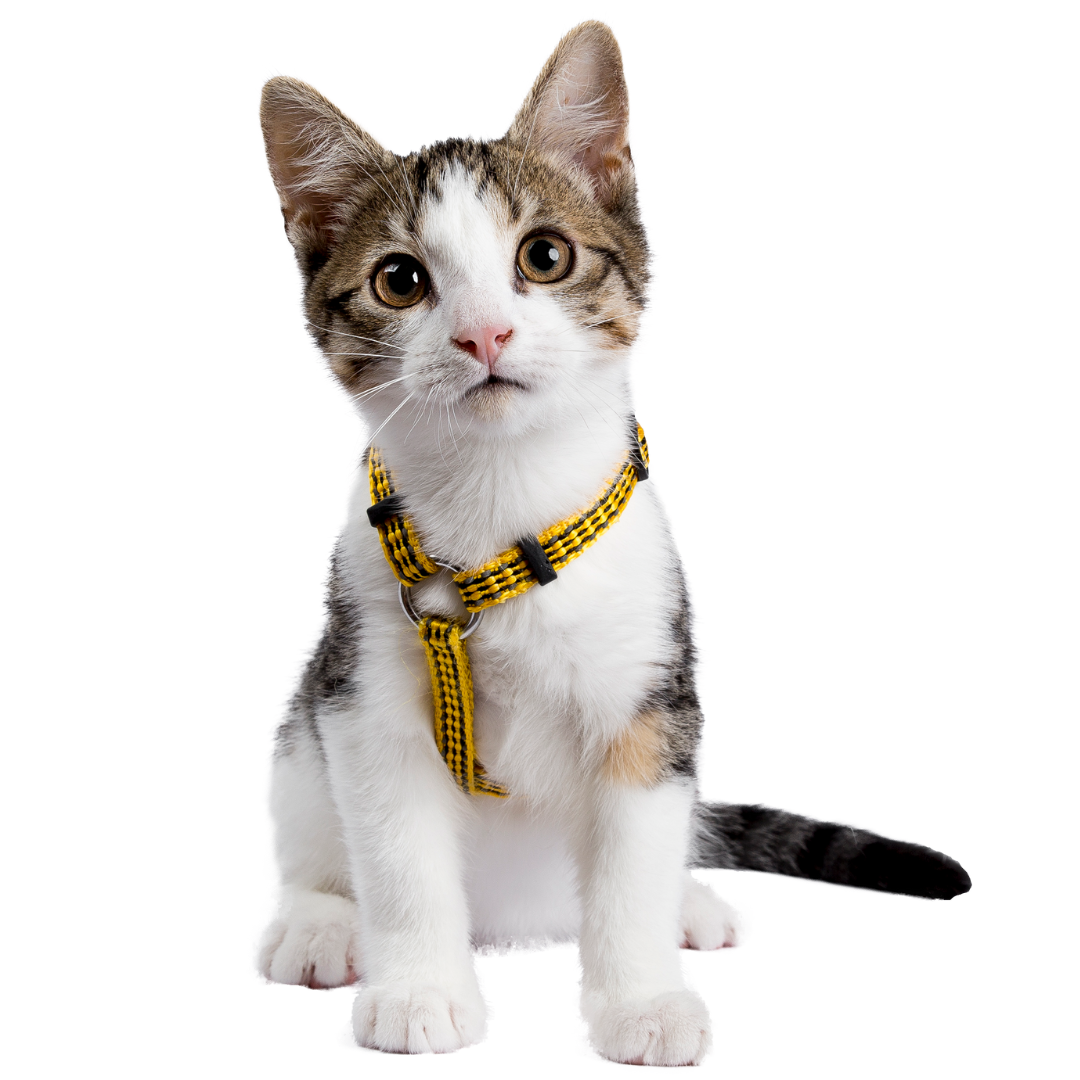 GATOS